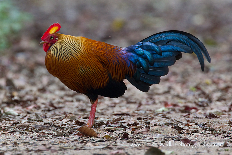 Junglefowl—male2 Chris Hill Wildlife Photography