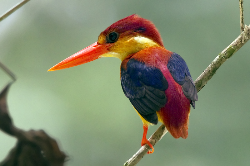 bird trip reports borneo