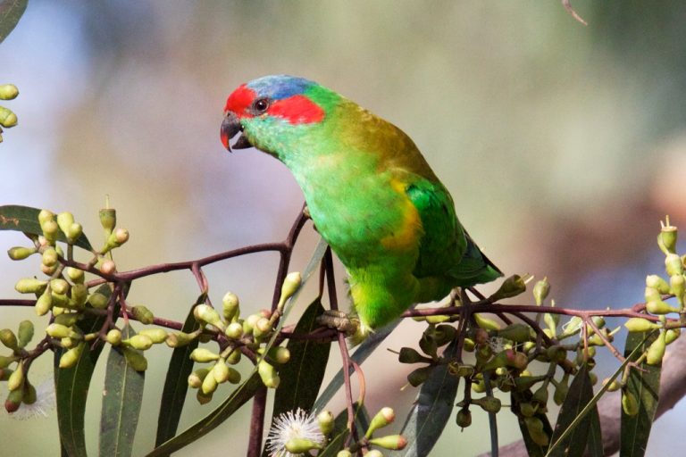 The Grampians – one of Australia’s wildlife havens…. | Chris Hill ...