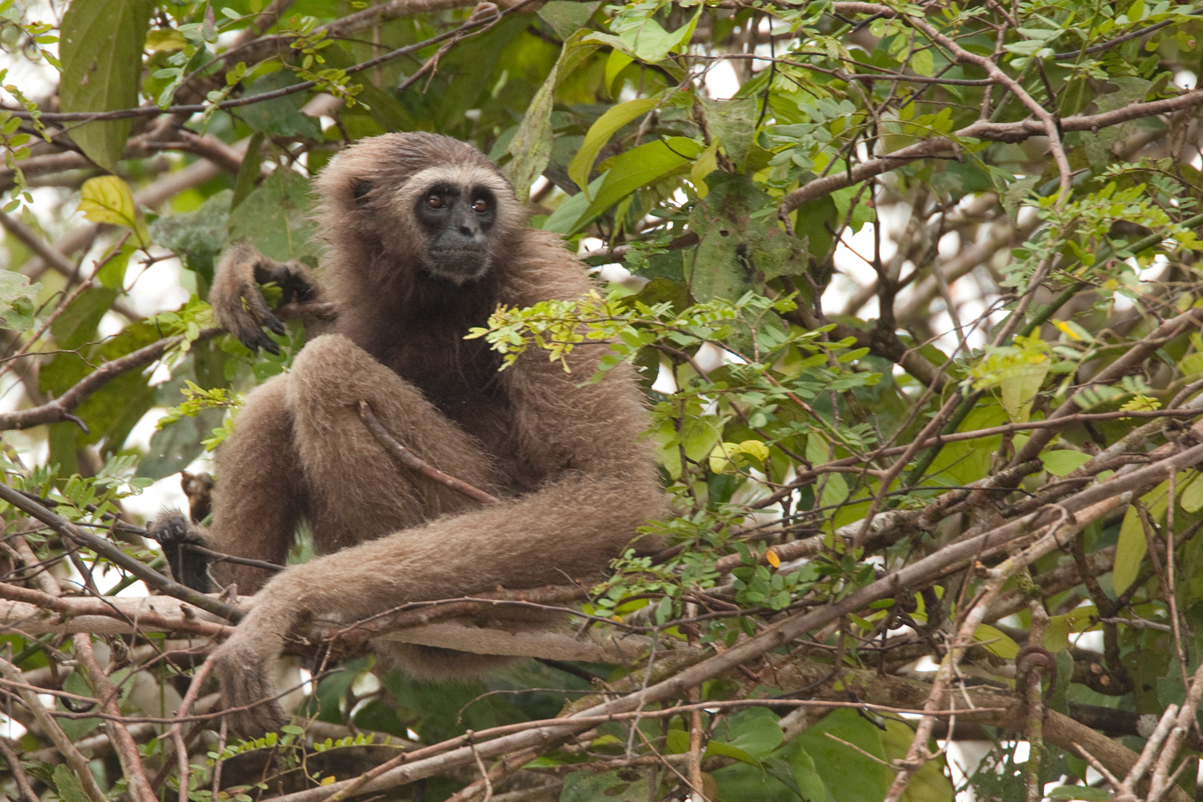 Bornean-Gibbon – Chris Hill Wildlife Photography
