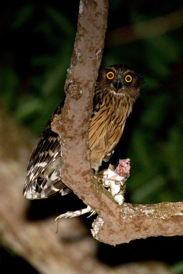 BuffyFishOwl Chris Hill Wildlife Photography