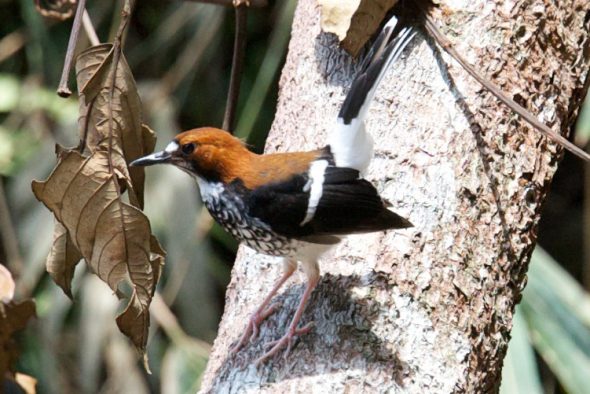 Chestnut-Backed-Forktail – Chris Hill Wildlife Photography