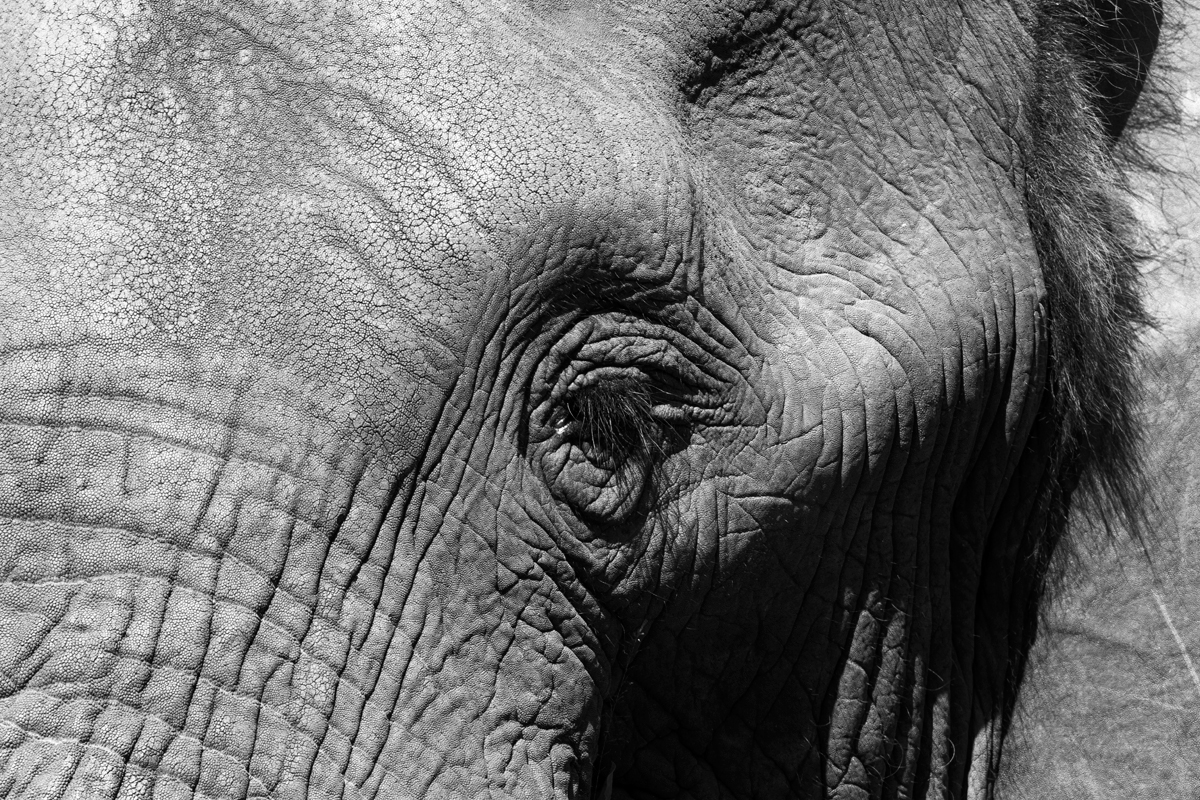 Elephant-close-up-monochrome-(2) – Chris Hill Wildlife Photography