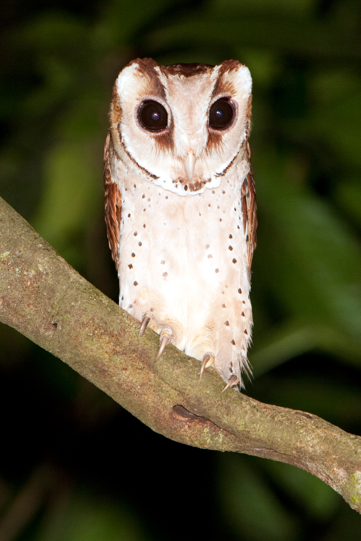 Oriental-Bay-Owl – Chris Hill Wildlife Photography