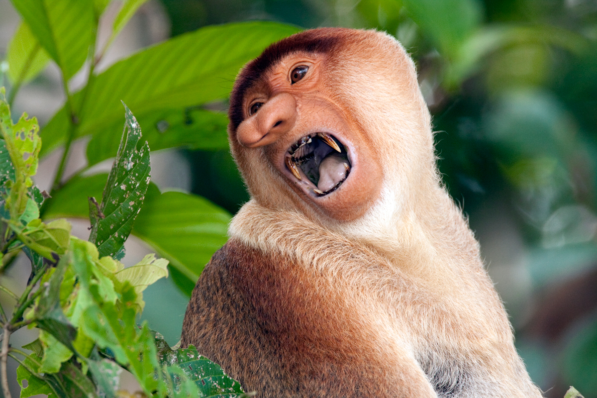 Proboscis Monkey  Close up male  4 Chris Hill Wildlife 