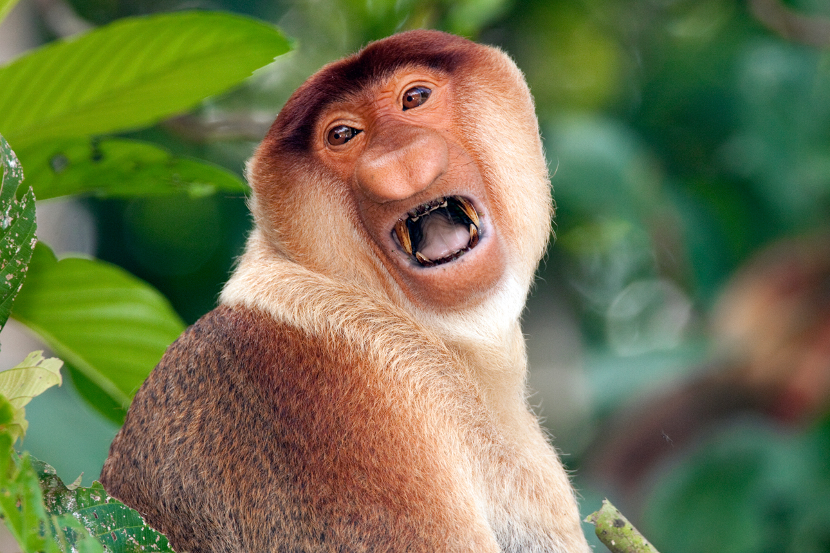 Proboscis monkey  male  Chris Hill Wildlife Photography
