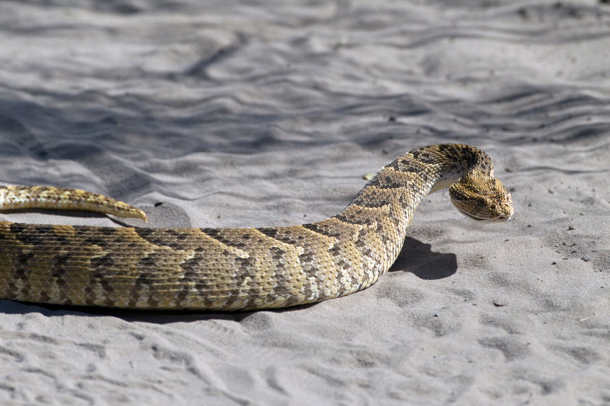 PuffAdder_0487 Chris Hill Wildlife Photography