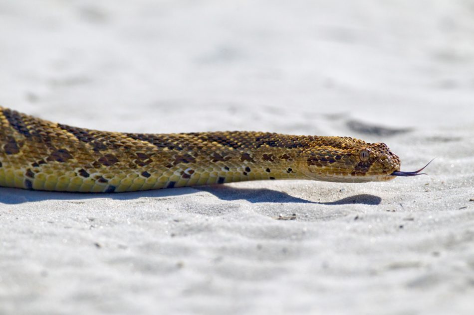 PuffAdder_4392 Chris Hill Wildlife Photography