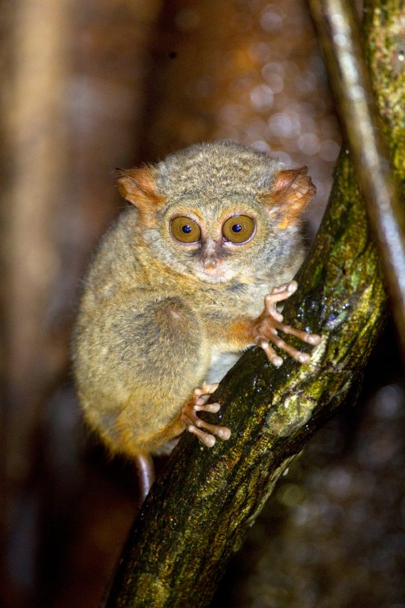 Spectral Tarsier | Chris Hill Wildlife Photography