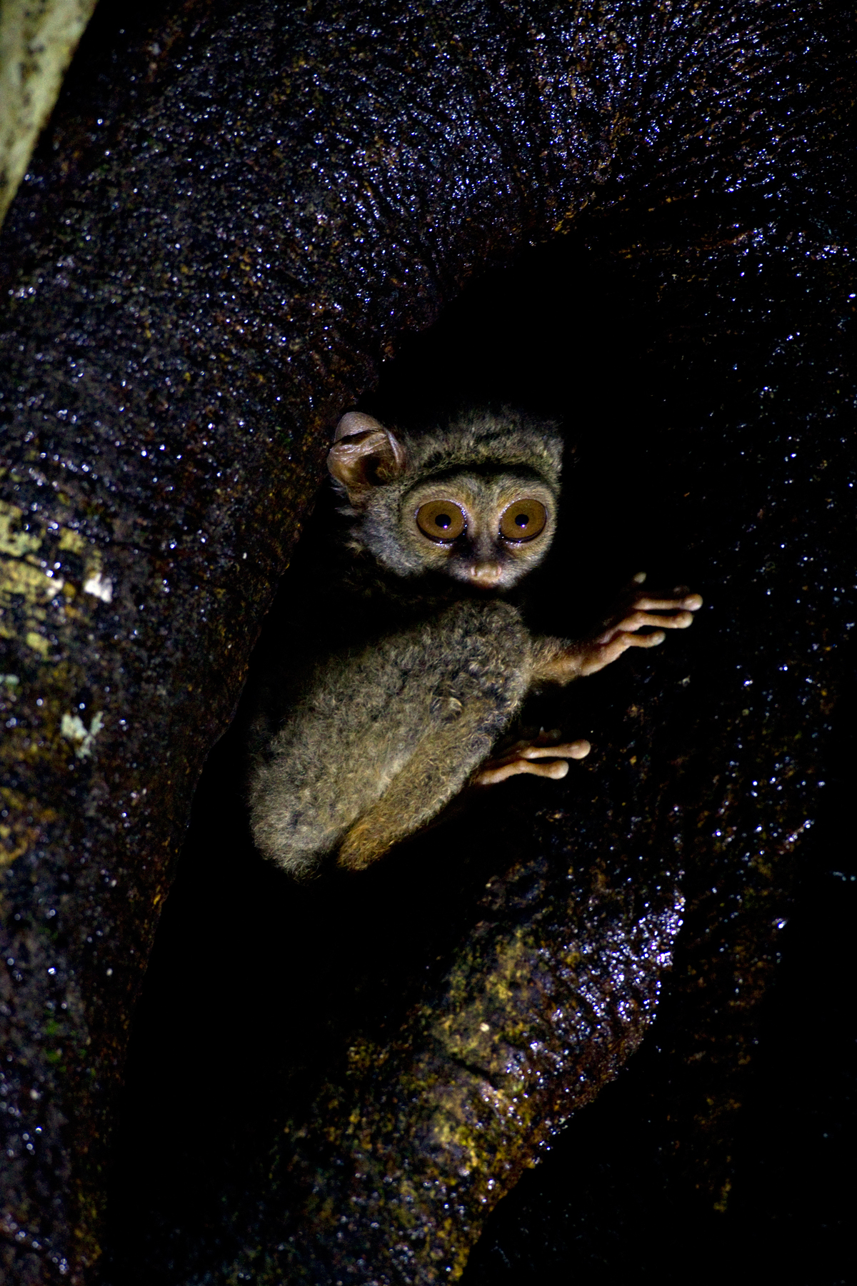 Spectral-tarsier-selective-lighting – Chris Hill Wildlife 