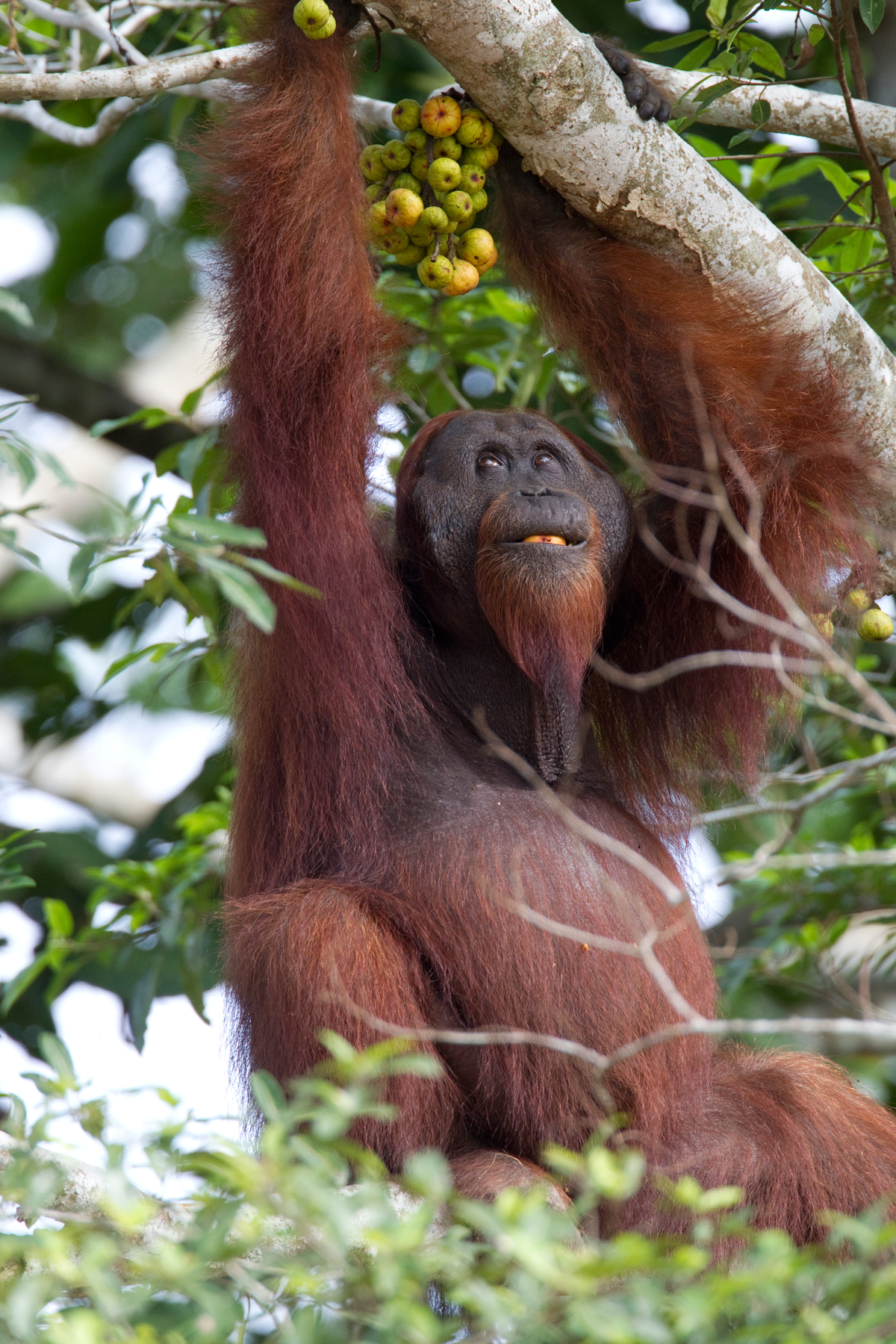 Wild Orangutan  male Borneo 3 Chris Hill Wildlife 