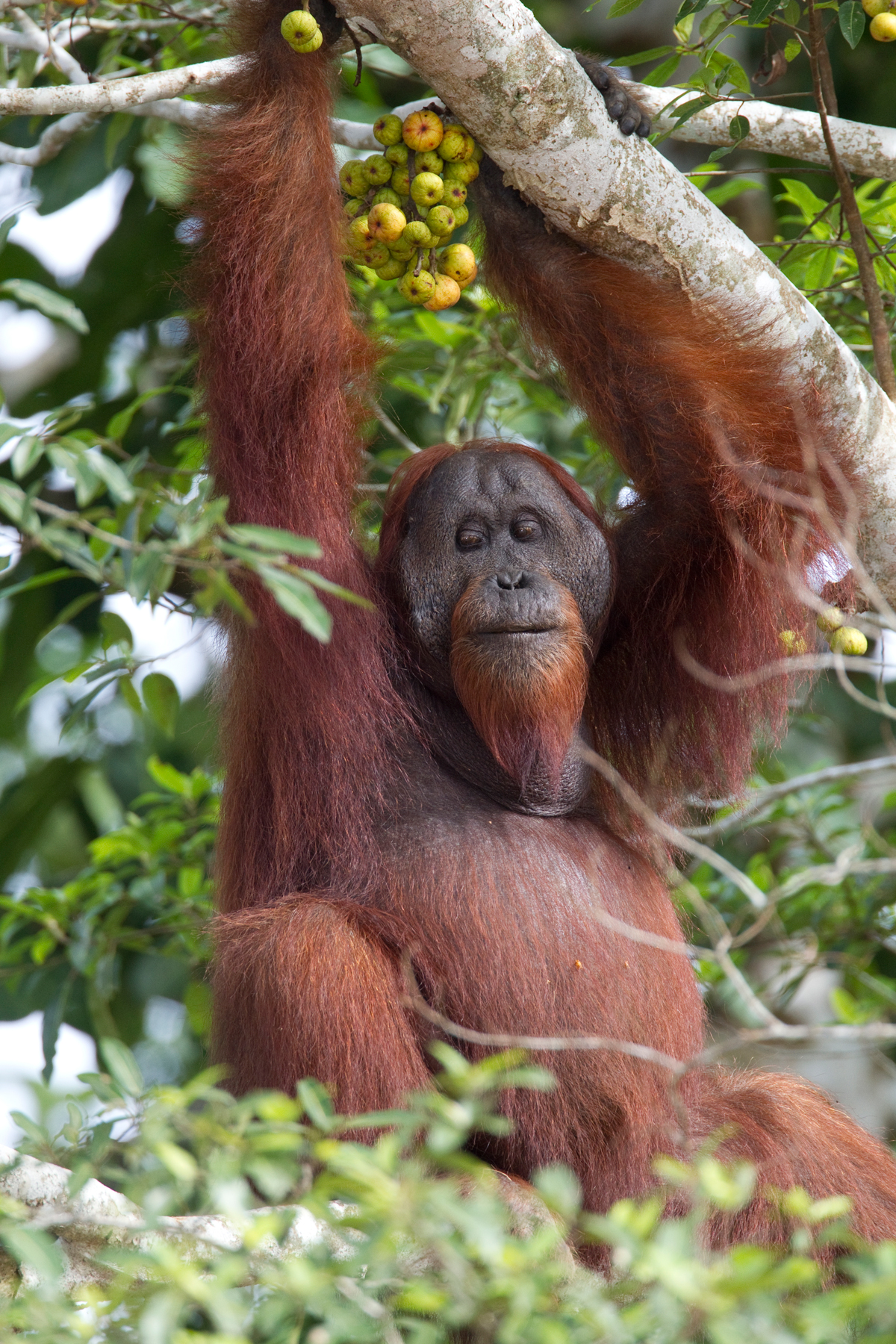 Wild Orangutan  male  Borneo 4 Chris Hill Wildlife 