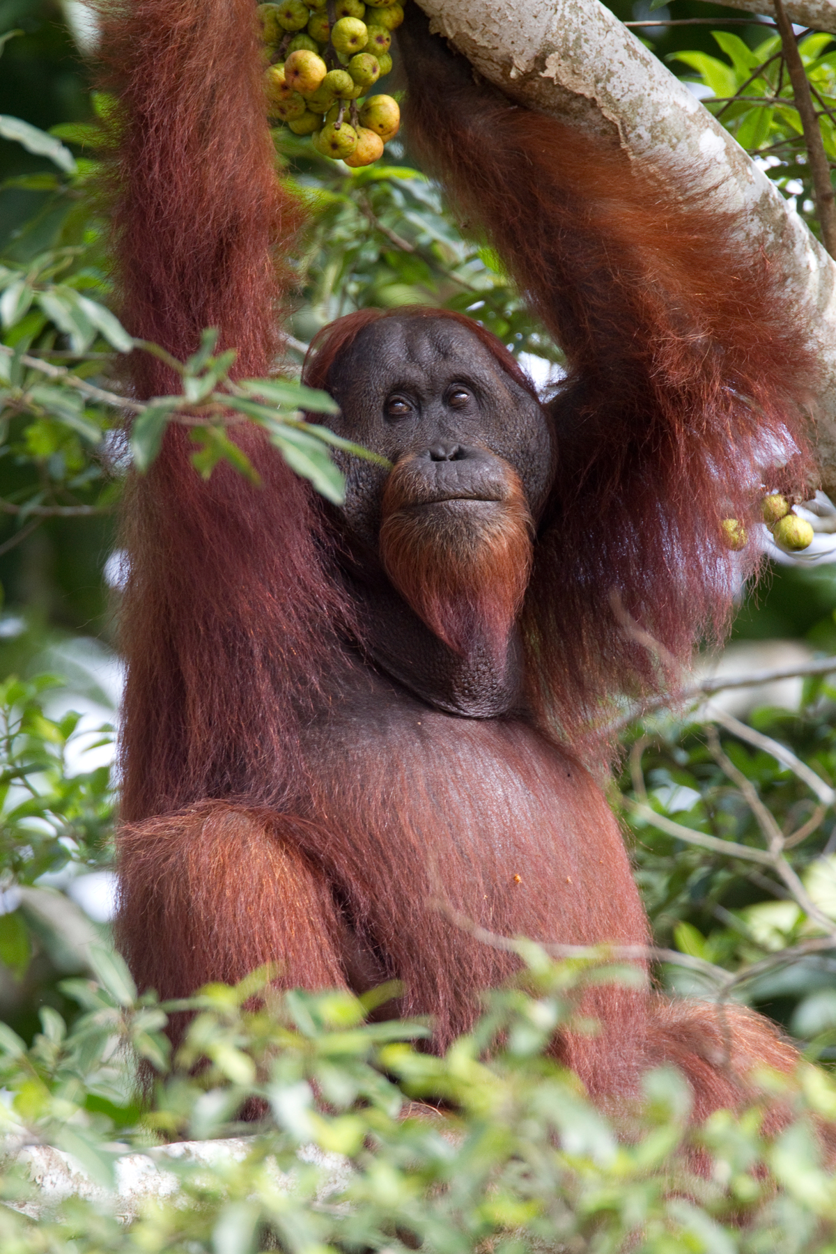  Wild Orangutan  male Borneo 6 Chris Hill Wildlife 