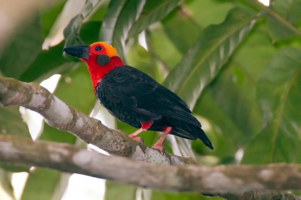 Bird Trip Report from Sabah, Borneo in February - March 2013 | Chris Hill Wildlife Photography