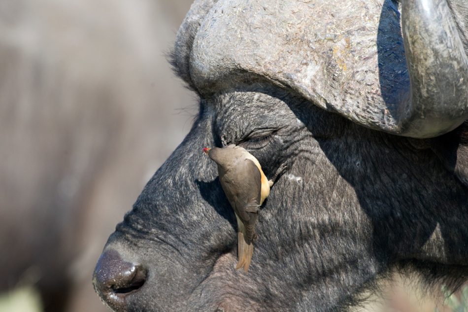 BuffaloandOxpecker_2401 Chris Hill Wildlife Photography