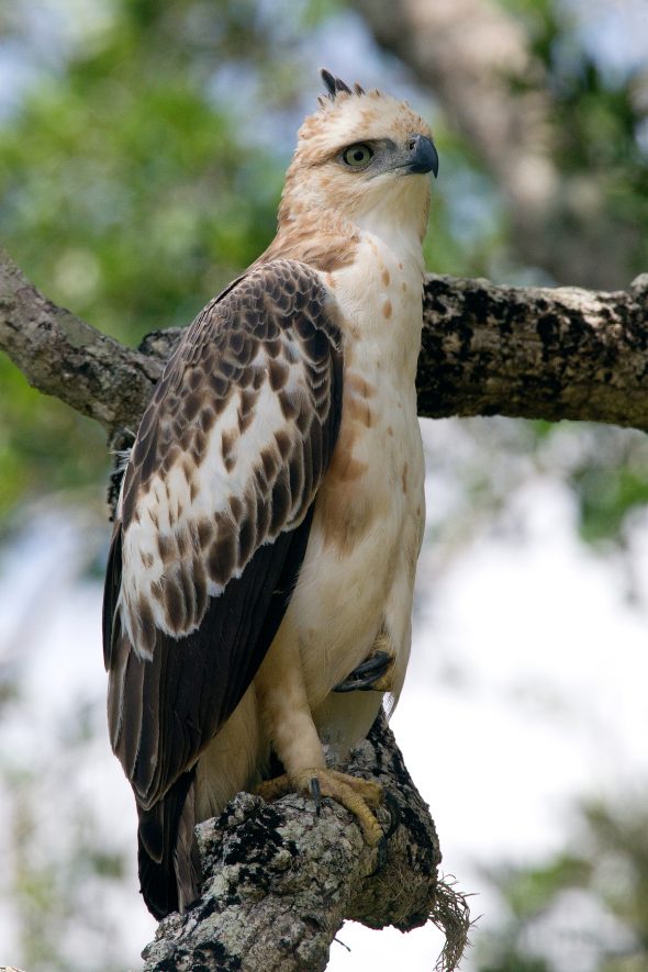 Changeable-Hawk-Eagle – Chris Hill Wildlife Photography