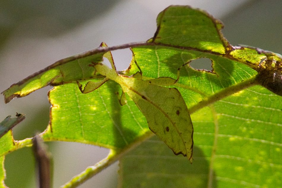 Bird Trip Report from Sabah, Borneo in February March 2013 Chris