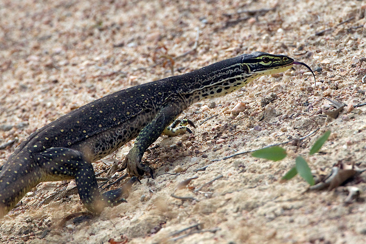 Yellow_Spotted_Monitor_1466 – Chris Hill Wildlife Photography