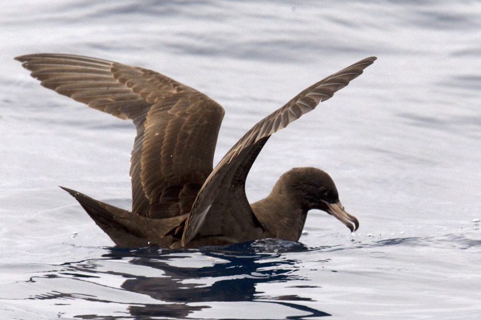 Flesh footed shearwater
