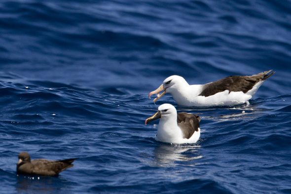 Campbell Albatross