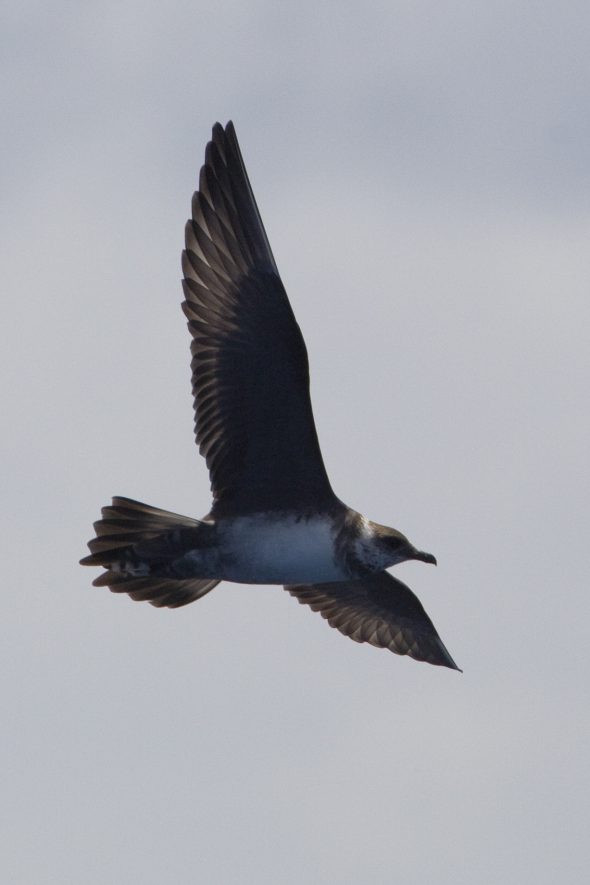 long tailed jaeger - in flight 3