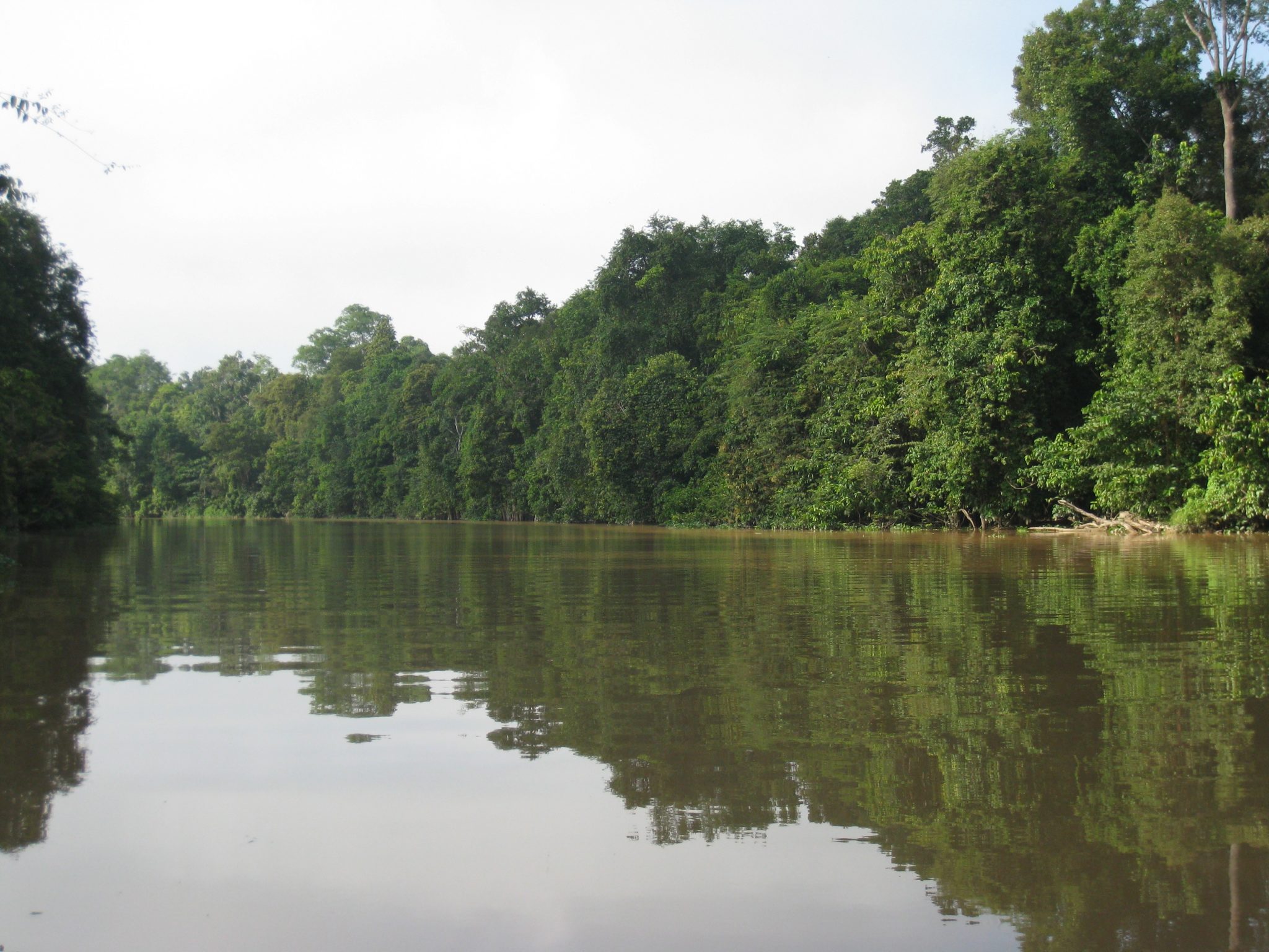 XX Malaysia – Borneo – Kinabatangan River | Chris Hill Wildlife Photography