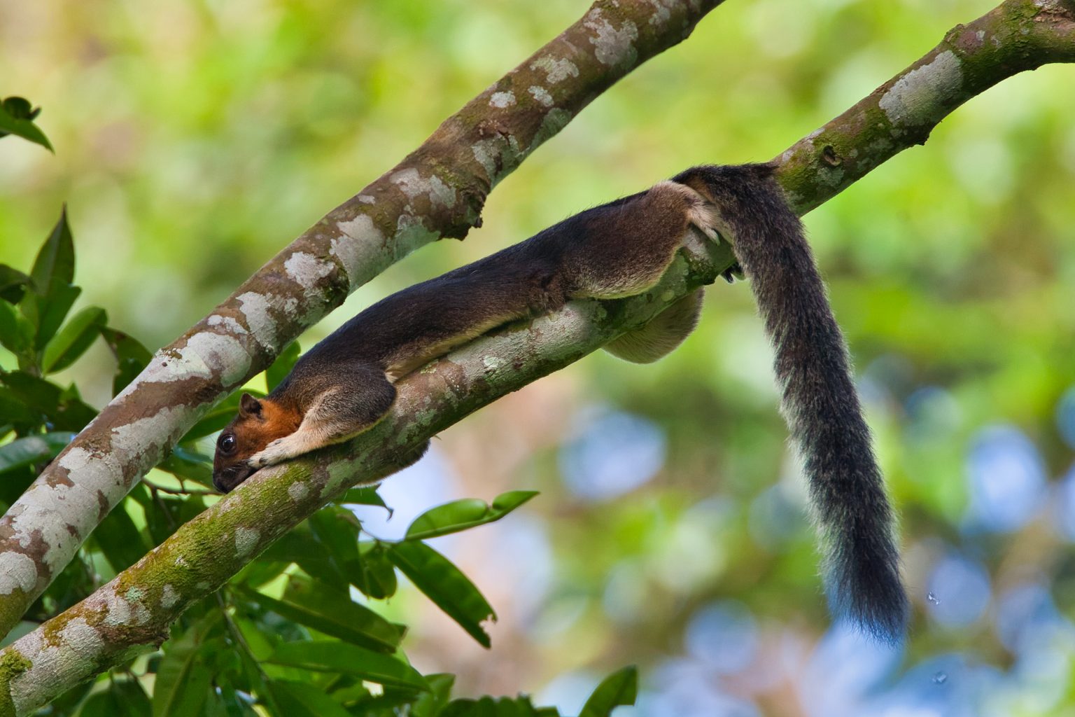 bird trip reports borneo