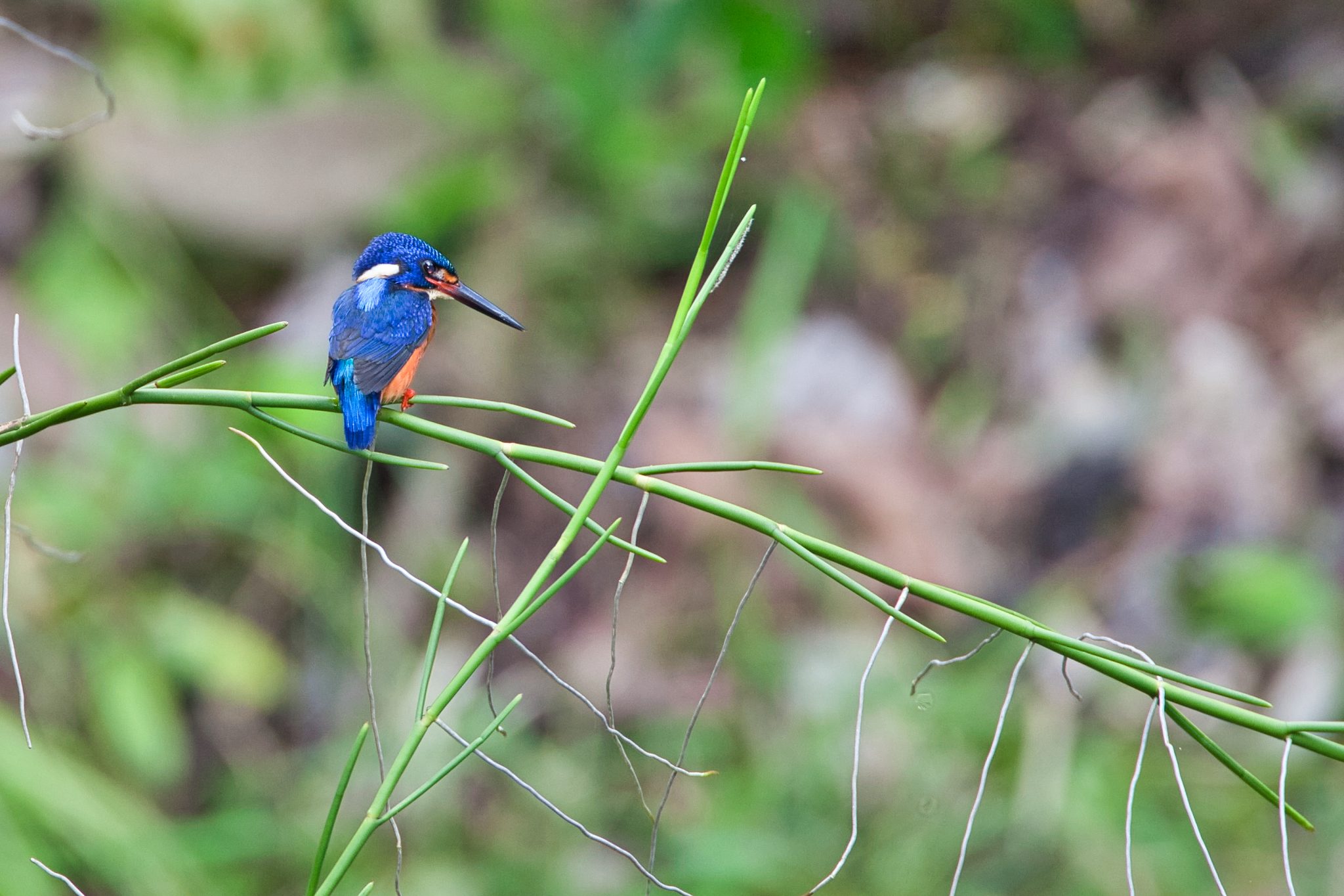 bird trip reports borneo