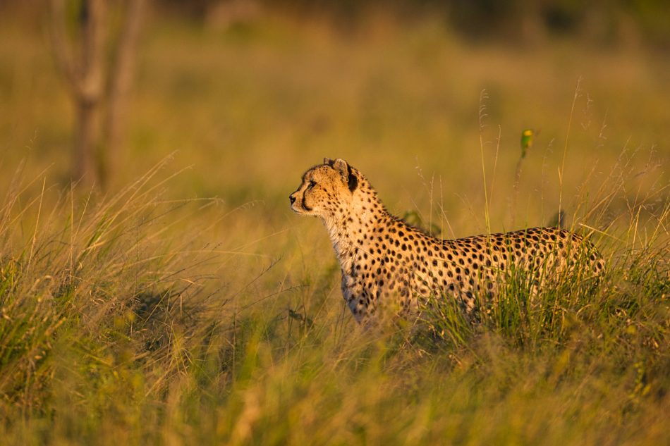 Moremi Game Reserve Botswana Chris Hill Wildlife Photography