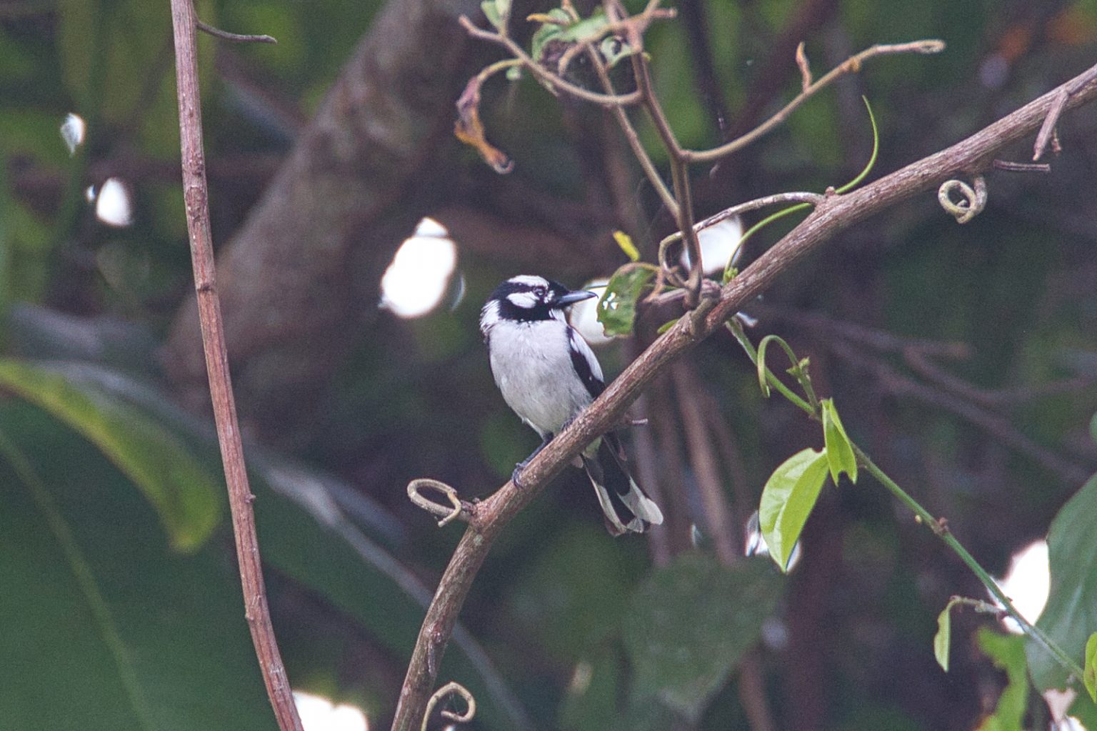 Sulawesi, Halmahera and Ternate Birdwatching Trip 2014 | Chris Hill ...